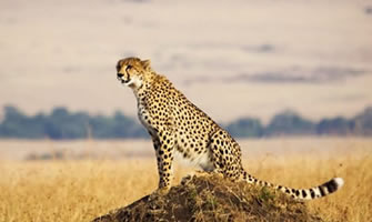 Masai Mara Game Reserve
