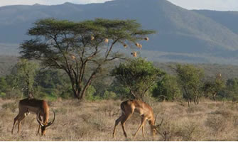Samburu National Reserve