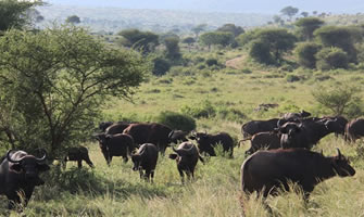 Tsavo West National Park