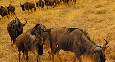 6-Day Real Migration Experience
