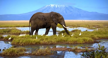 7-Day Masai Mara-Nakuru-Amboseli-Tsavo West Safari