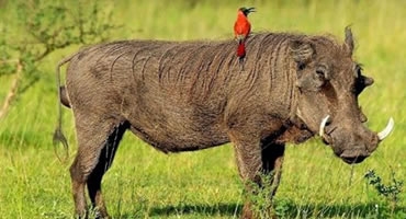 4-Day Taste of Kenya Safari